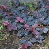 Loropetalum chinense